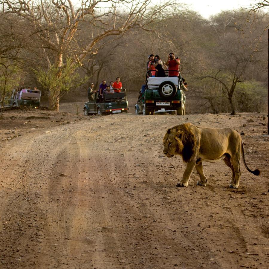 Asiatic Lion Lodge Sasan Gir Buitenkant foto