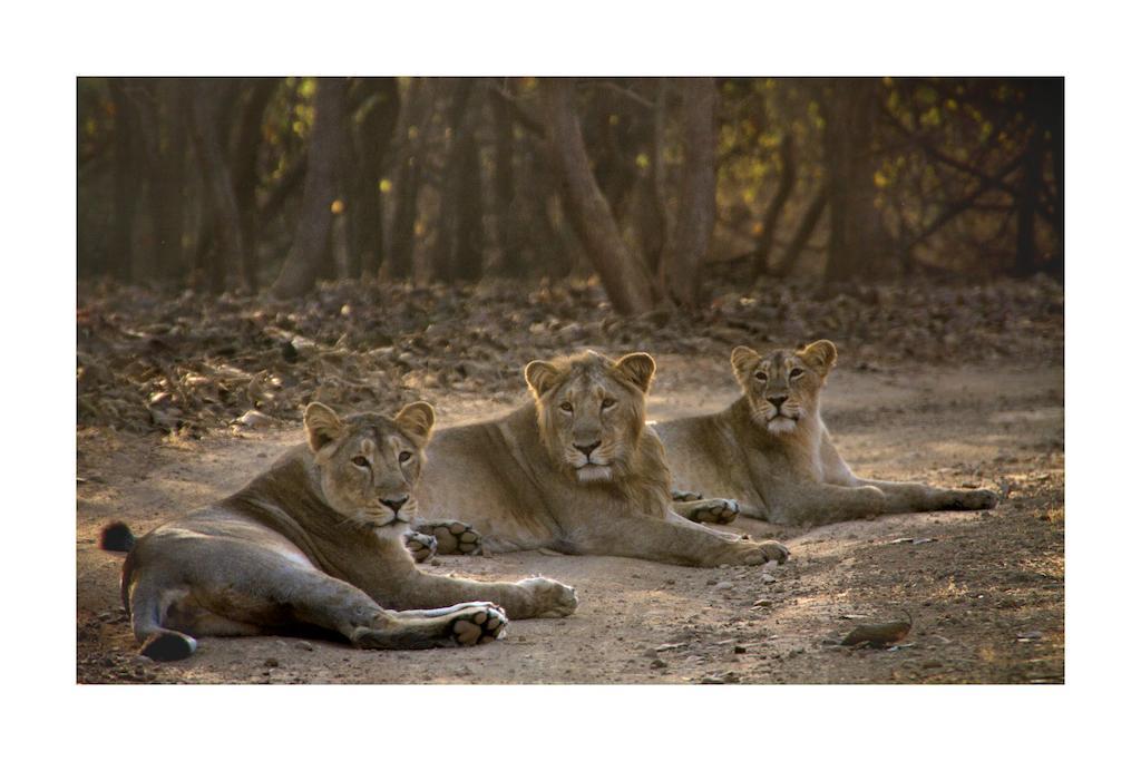 Asiatic Lion Lodge Sasan Gir Buitenkant foto